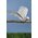 10" FEATHER/COTTON FLYING DOVE PKG/12
