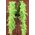 72" FEATHER BOAS (60GM) LIME GREEN