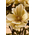 23" MAGNOLIA BUSH BEIGE