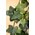 30" FROSTED ENGLISH IVY GARLAND GREEN