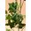 6FT NEEDLE POINT IVY GARLAND GREEN