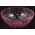 5.5" CLEAR BOWL W/OLIVE LEAVES CLEAR PINK PKG/12