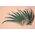 13"-17" PEACOCK FEATHER PKG/50