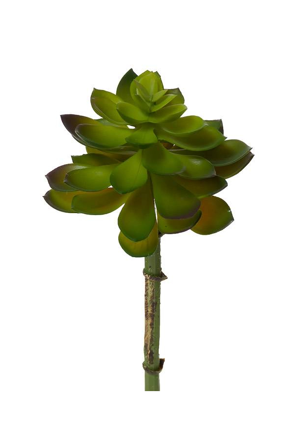 8.5" ECHEVERIA PICK GREEN/BURGUNDY