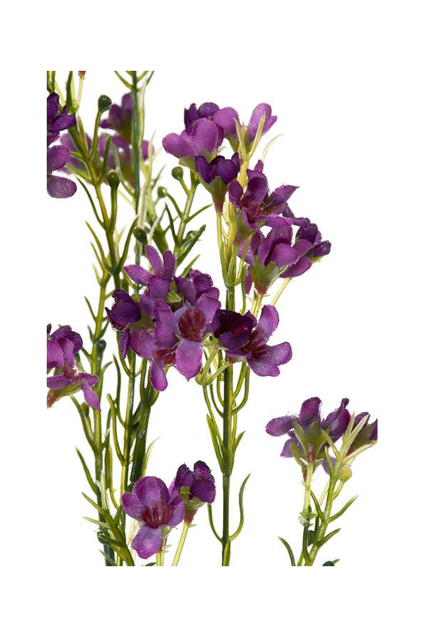 27" WAXFLOWER SPRAY  PURPLE