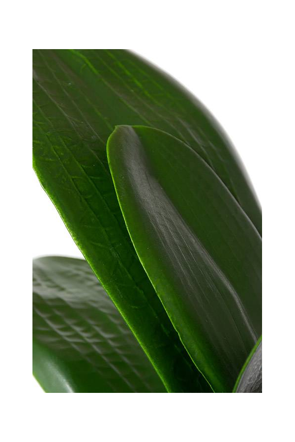 14.5" PHALAENOPSIS LEAF CLU GREEN