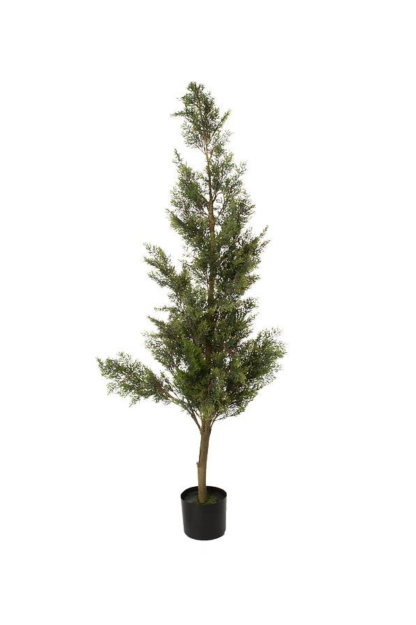 5FT CEDAR TREE IN POT GREEN
