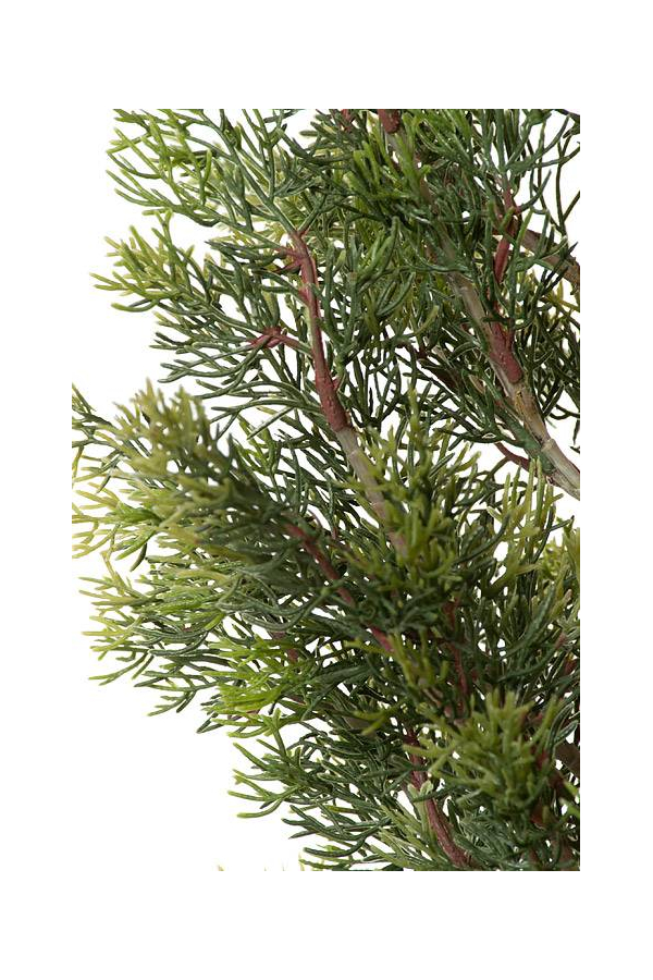 5FT CEDAR TREE IN POT GREEN