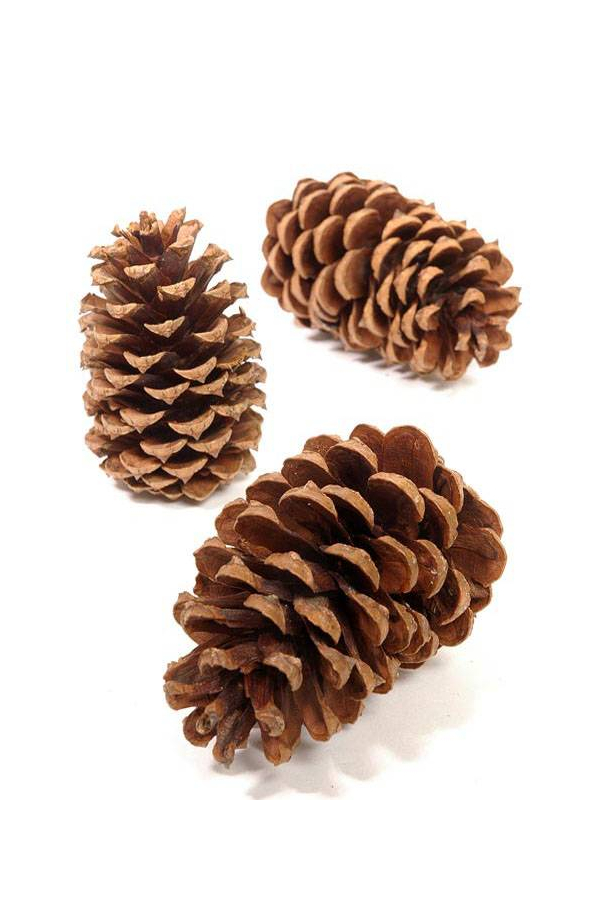 2.5-4" MEDIUM PINE CONES NATURAL PKG/25